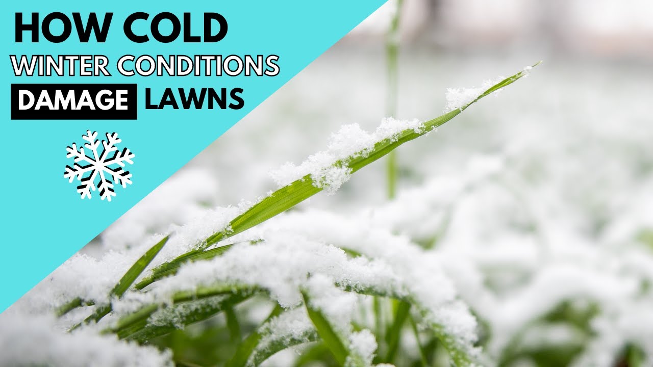 How Cold Winter Conditions Damage Lawns