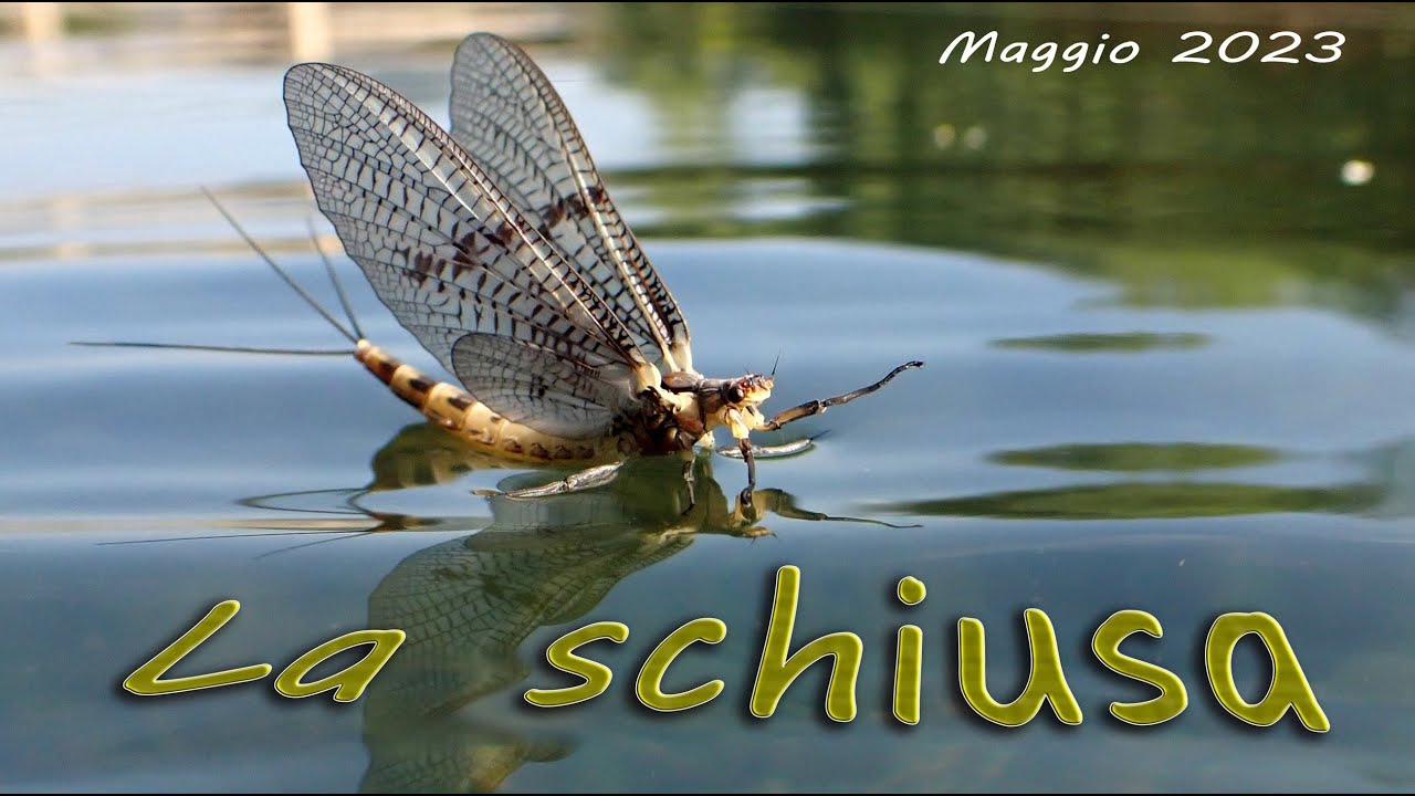 La Schiusa - Maggio 2023