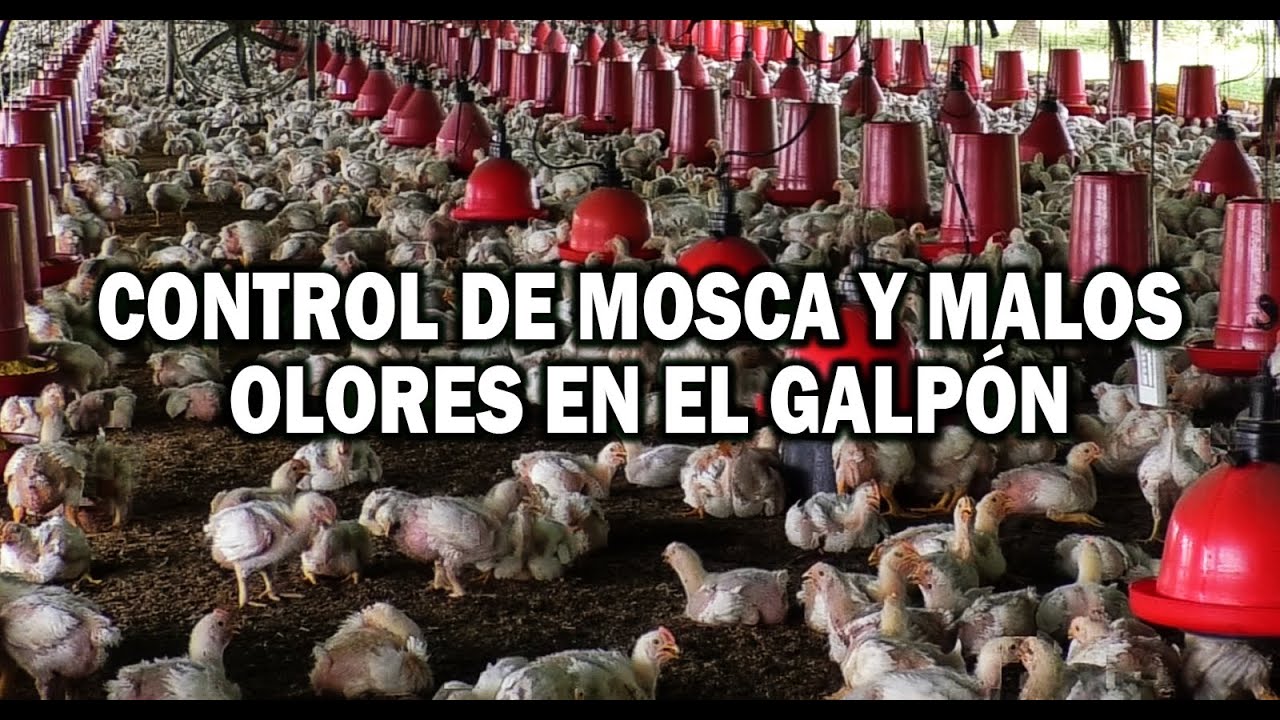 COMO CONTROLAR MOSCAS Y MALOS OLORES EN EL GALPÓN
