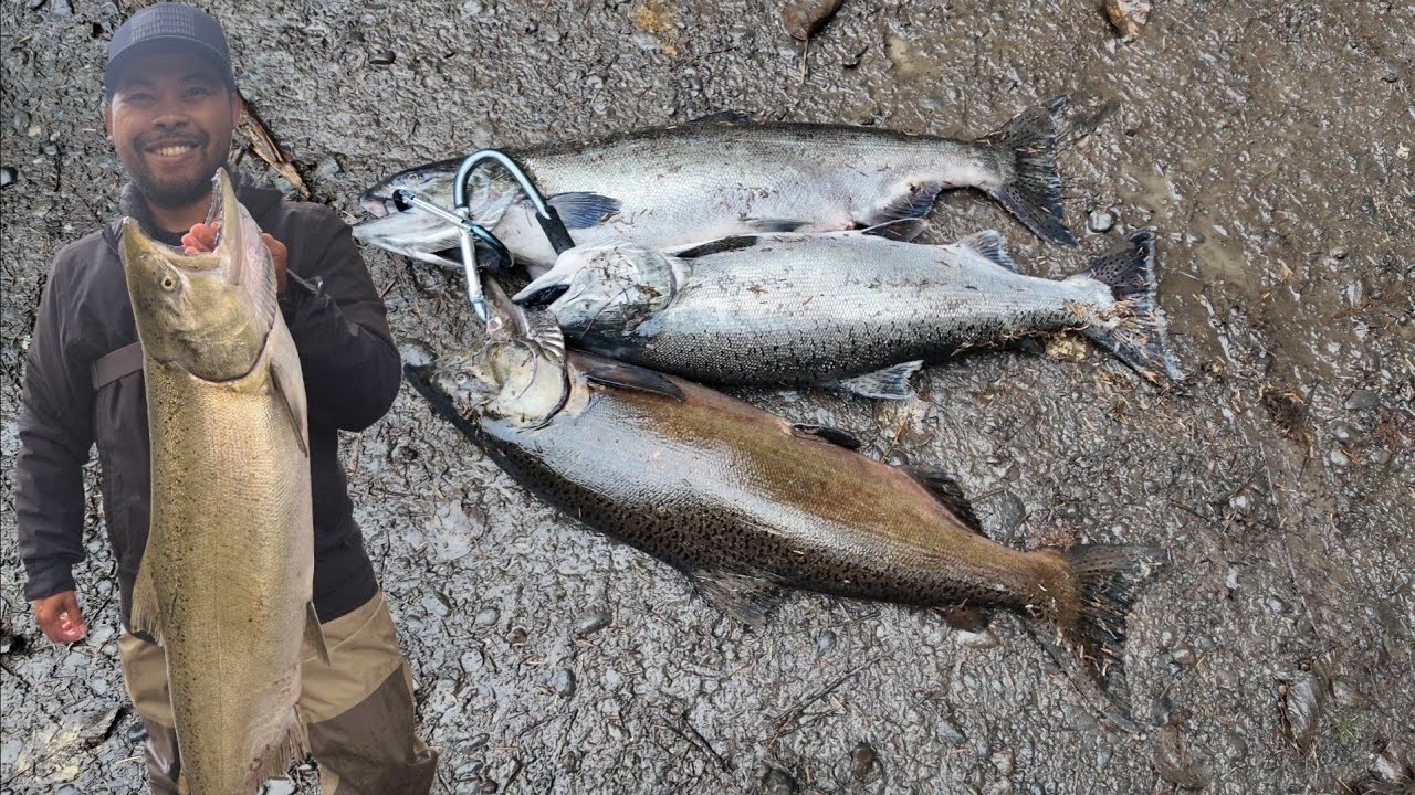 Fishing for Coho Unexpected land King Salmon ( Fall Chinook ) 