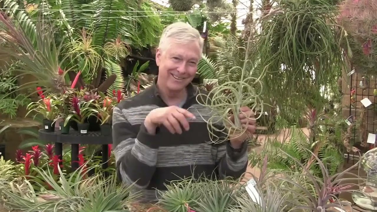 Paul Isley   Rainforest Flora, Inc    Tilly Talks  Blooming Tillandsias
