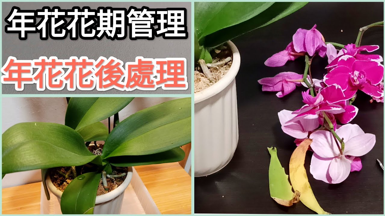 蝴蝶蘭做年花 花期管理 花後處理 花後日常養護20/5/2025