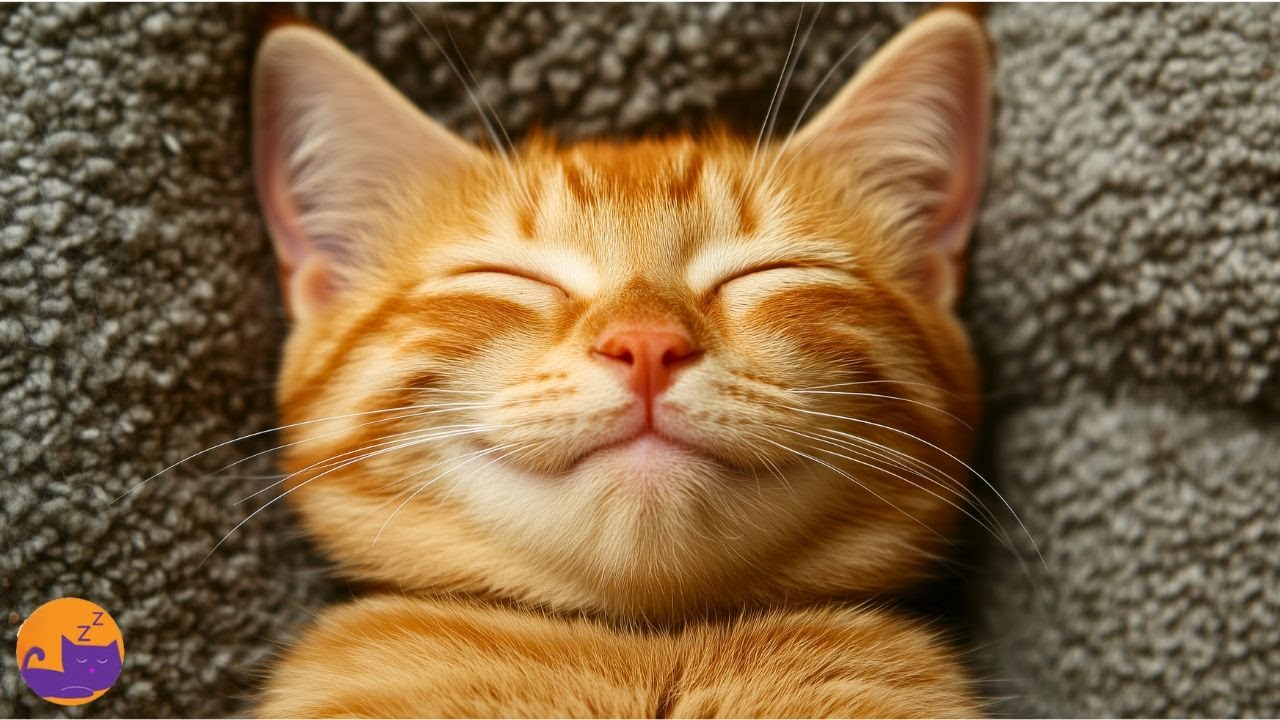13 Hours of Cat Sleep Music - Handcrafted Relaxation Lullabies for Anxiety 🐱💤