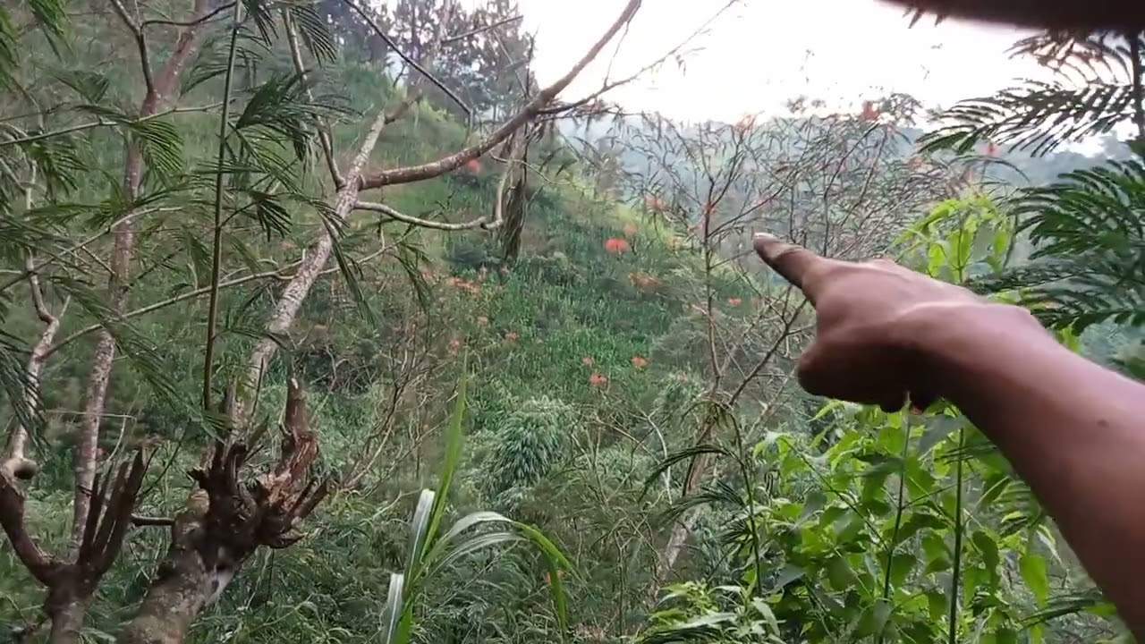 Lokasi kotak budidaya #bee #honey 