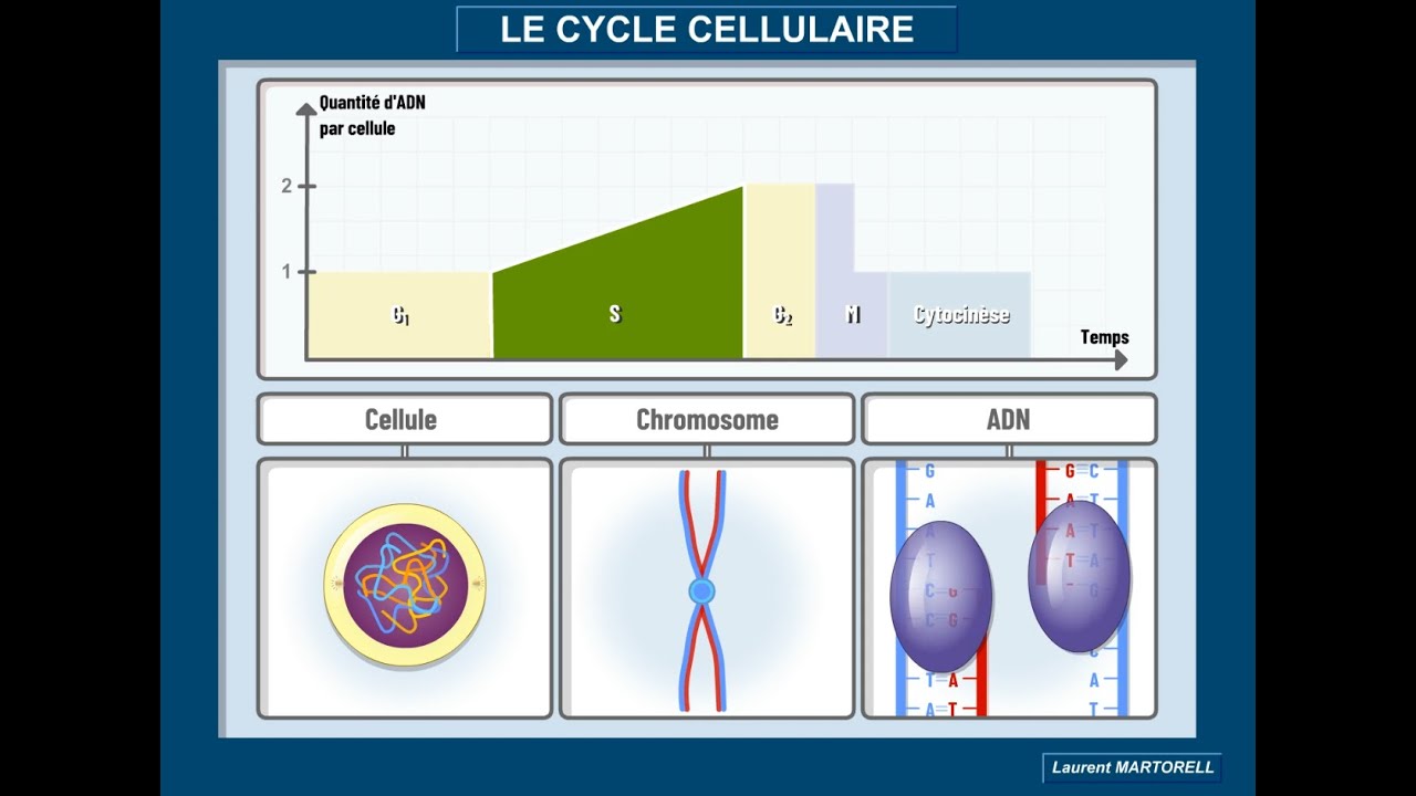✅ Tout savoir et comprendre sur le cycle cellulaire!