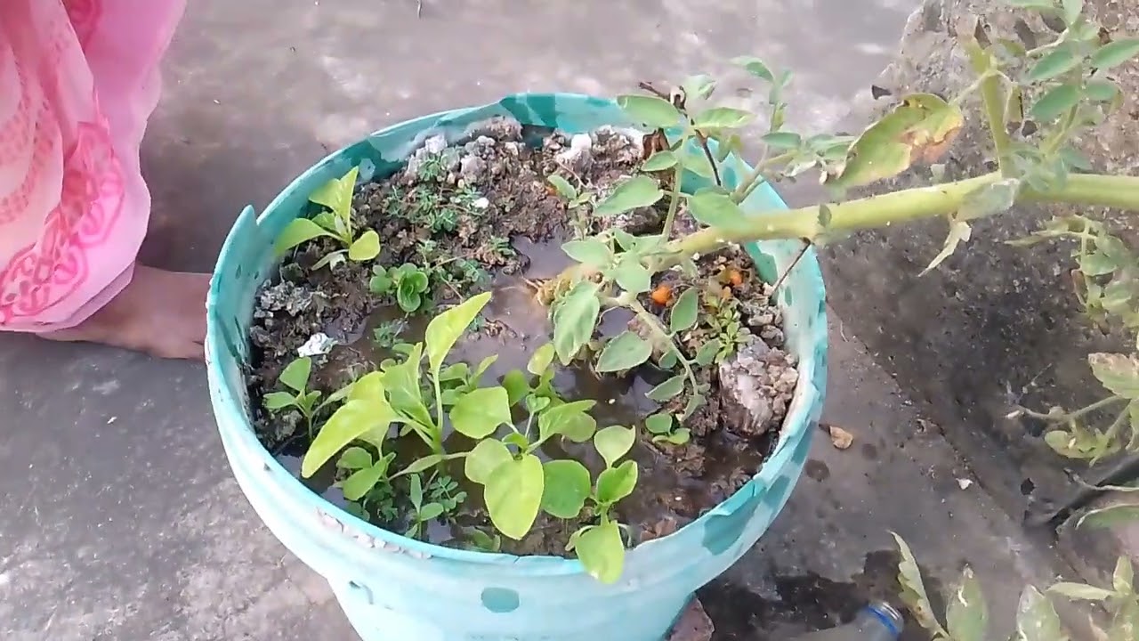 బొప్పాయి బెల్లం ద్రావణం
