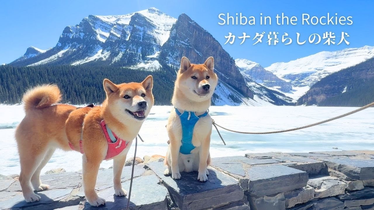カナダの超人気観光スポットに柴犬を連れて行くと起こること 【海外の反応】Lake Louise / Banff National Park【4K】