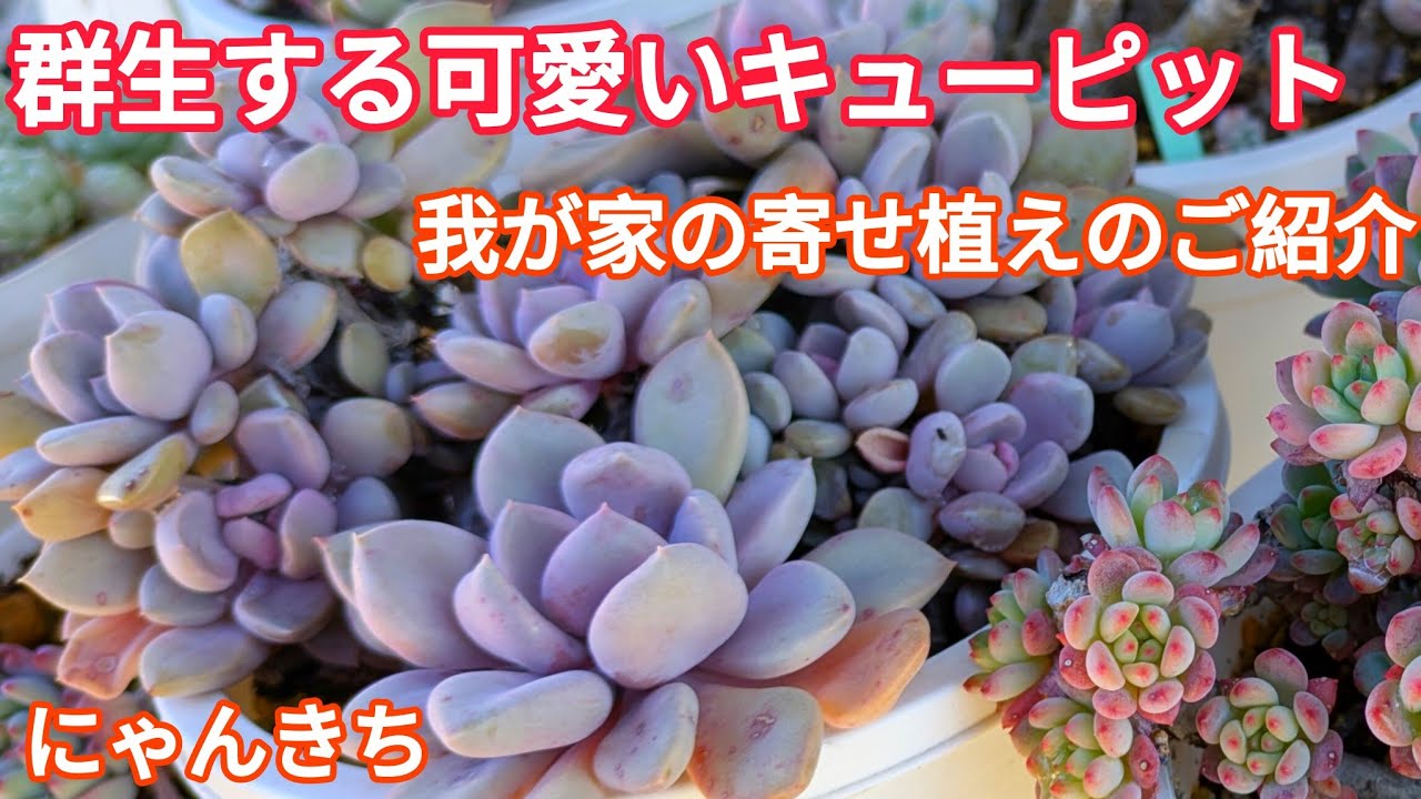 【多肉植物】群生する寒さに強い紫の多肉キューピットのお手入れと増やし作業😊我が家の寄せ植えのご紹介✨