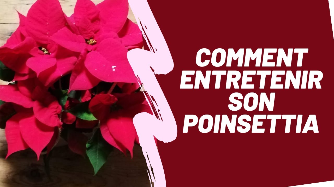 Comment entretenir votre poinsettia