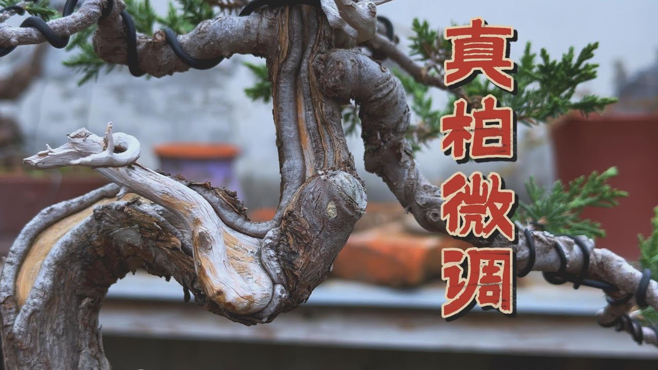 微微雨中微调一棵真柏