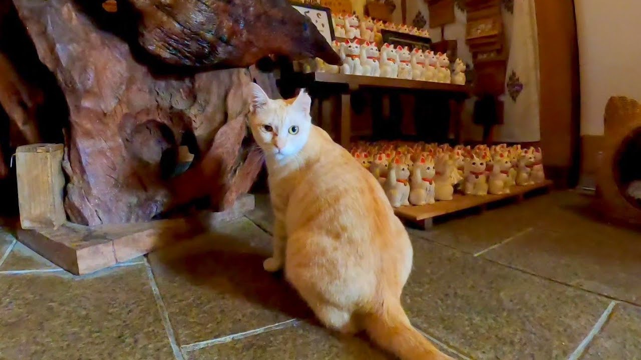 猫神社を猫に案内してもらった