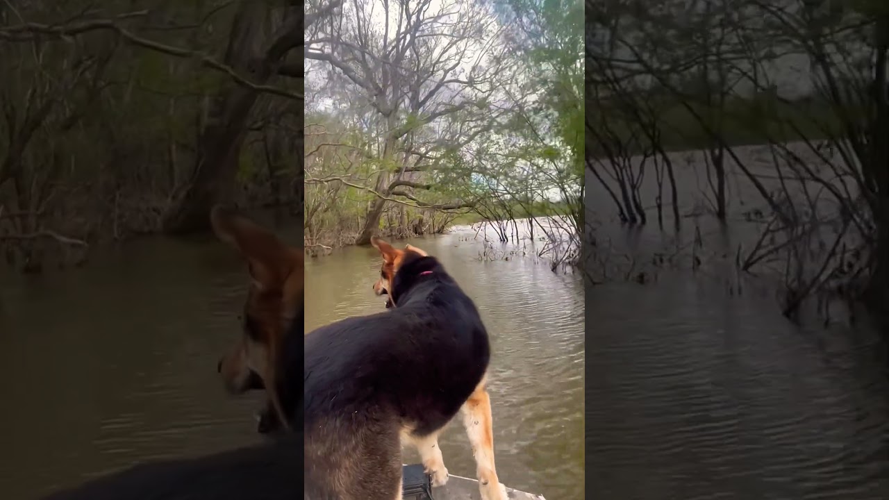 Boatdog rides the river 