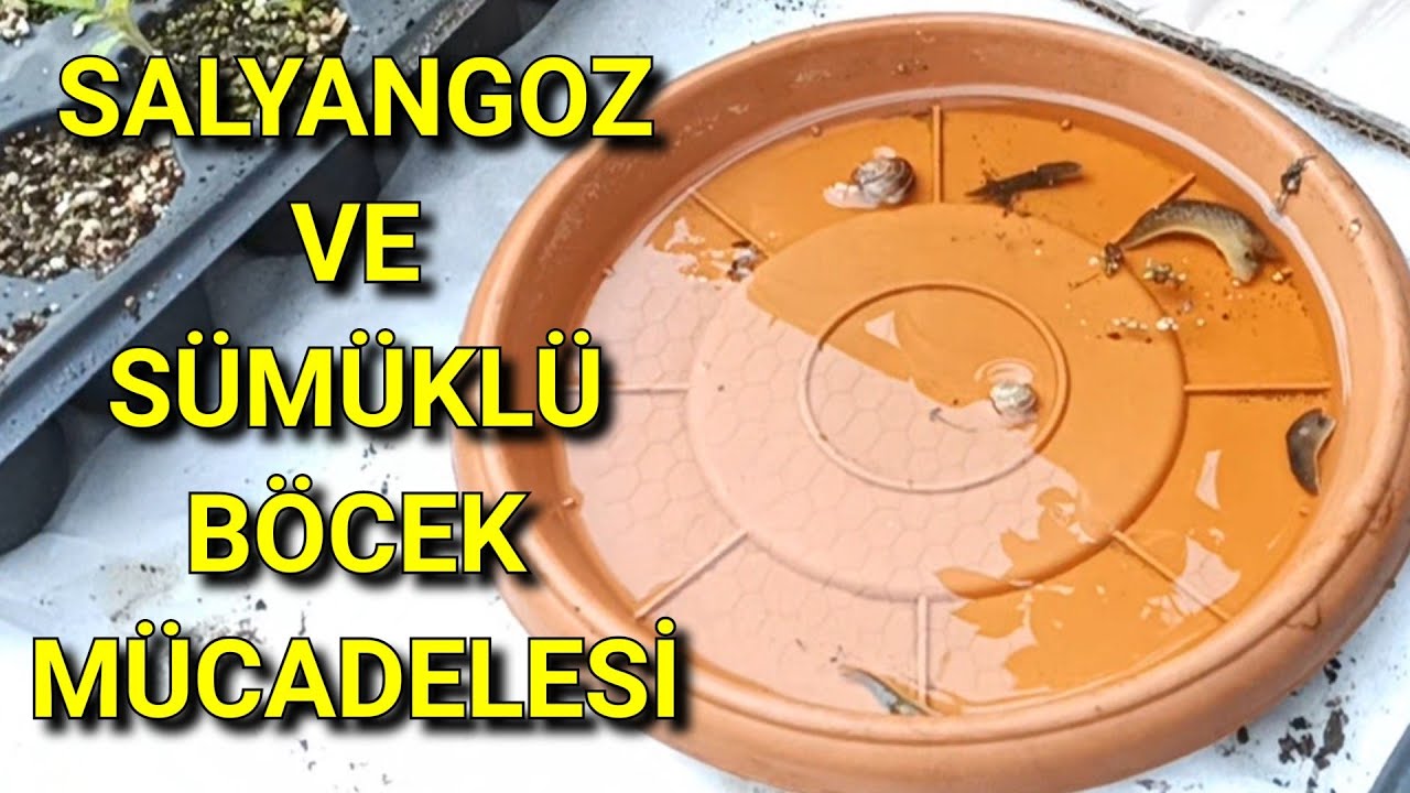 Sümüklü Böcek ve Salyangozla Mücadele