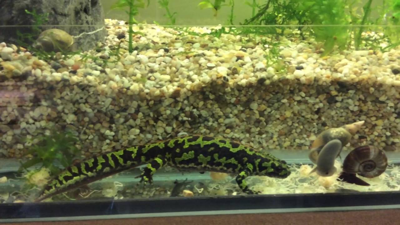 Triturus marmoratus