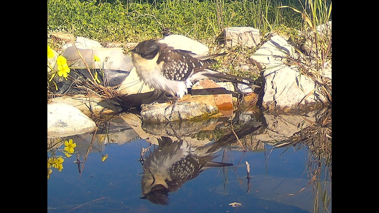 The Great Spotted Cuckoo