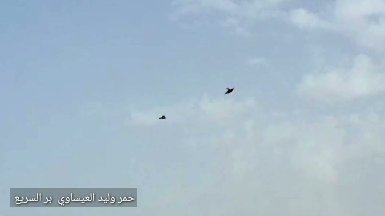من تكول حمامه زينه ولوت طيب  راح تلكا بهذا الطير   طير وليد العيساوي محمية المنتدى بر السريع