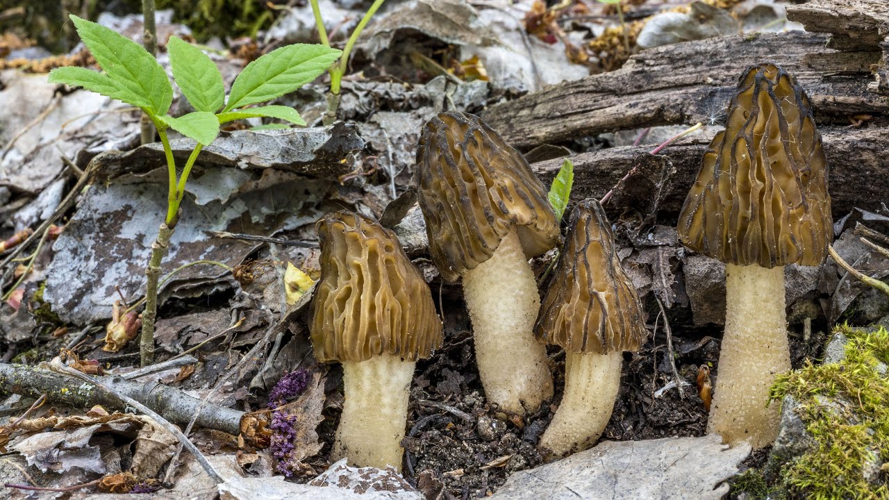 Funghi primaverili | Morchella (Mitrophora) semilibera