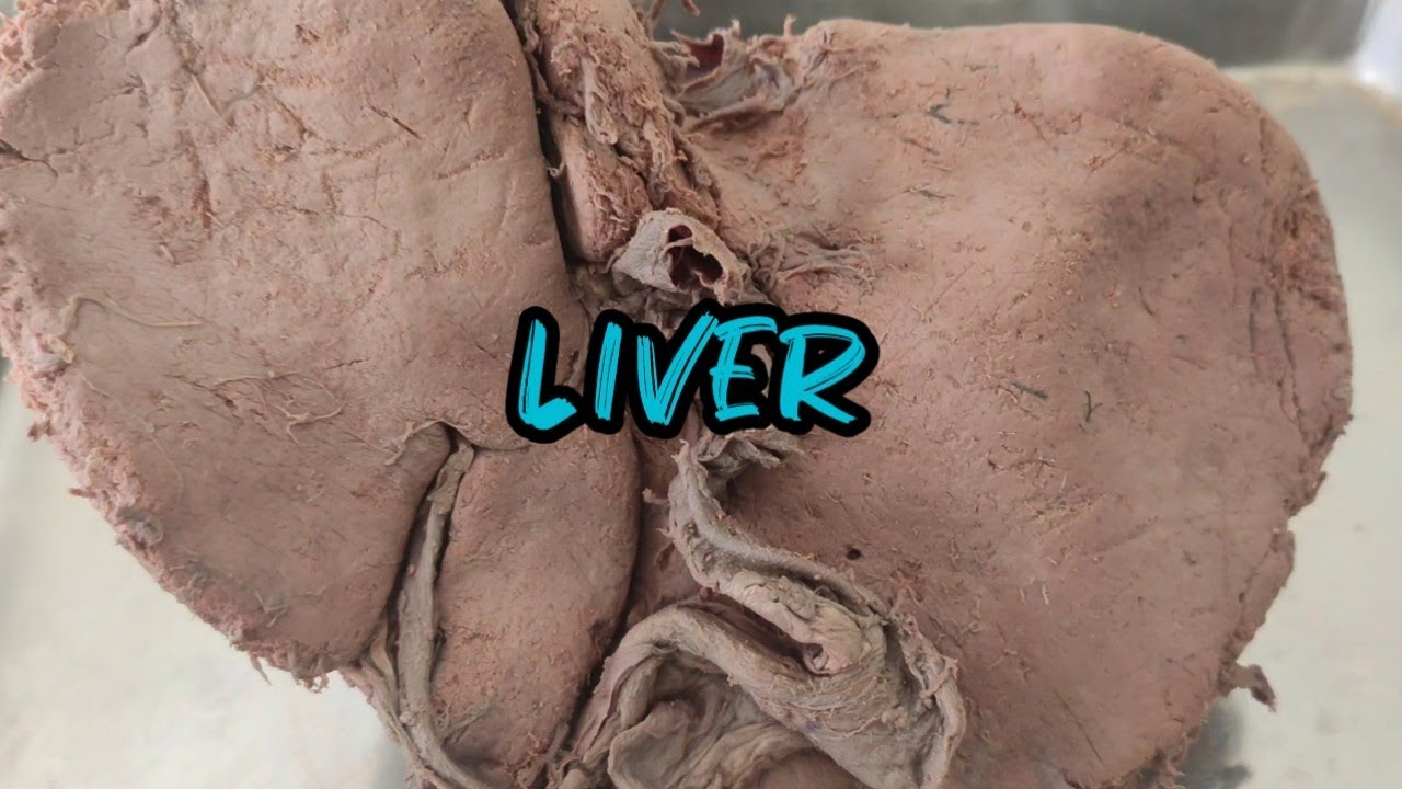 Liver Anatomy Bangla | Anatomy of Liver | Liver Demonstration