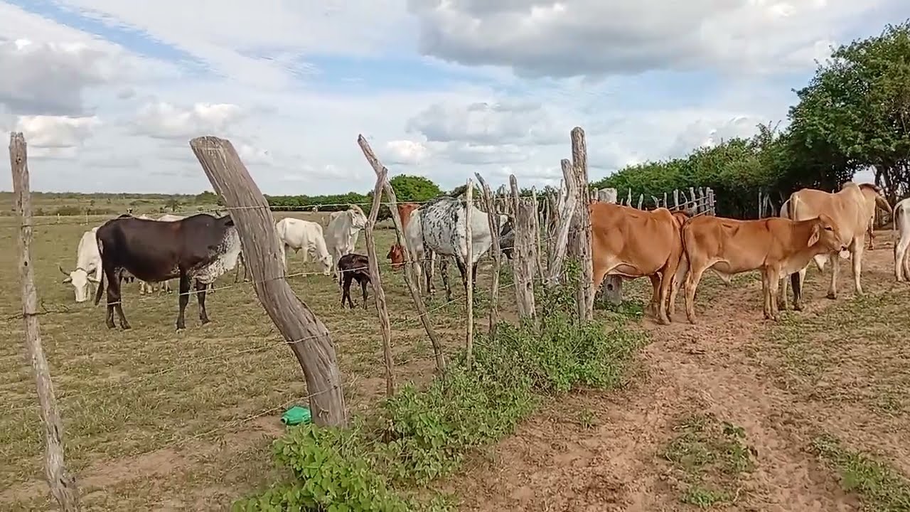 Apartando o gado pra tirar leite 