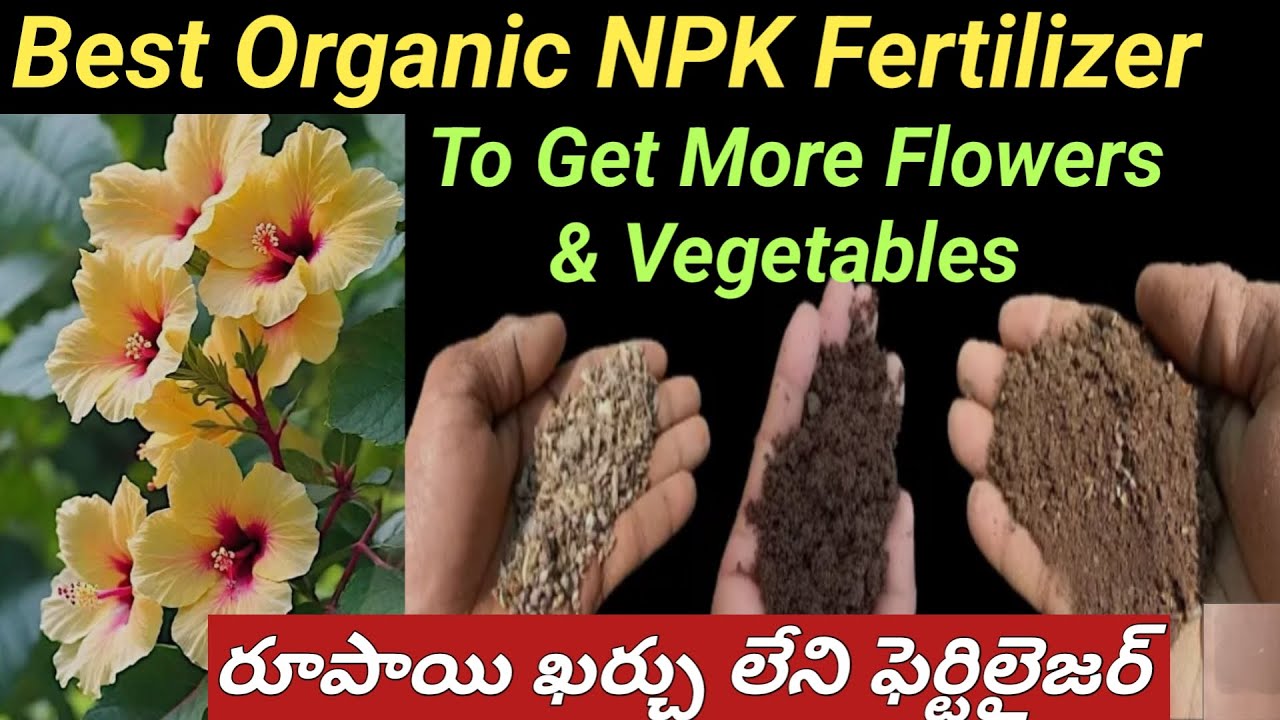 రూపాయి ఖర్చు లేని NPK ఫెర్టిలైజర్//చెట్ల నిండా పూల కోసం //ఏ మొక్కలకు ఎప్పుడూ వాడాలి.. చూడండి