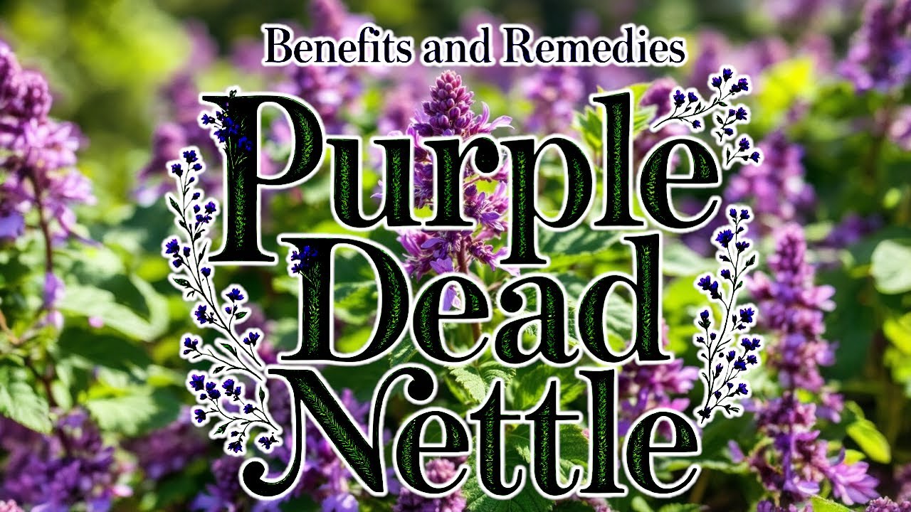 Uses & Benefits Purple Dead Nettle (Lamium purpureum)