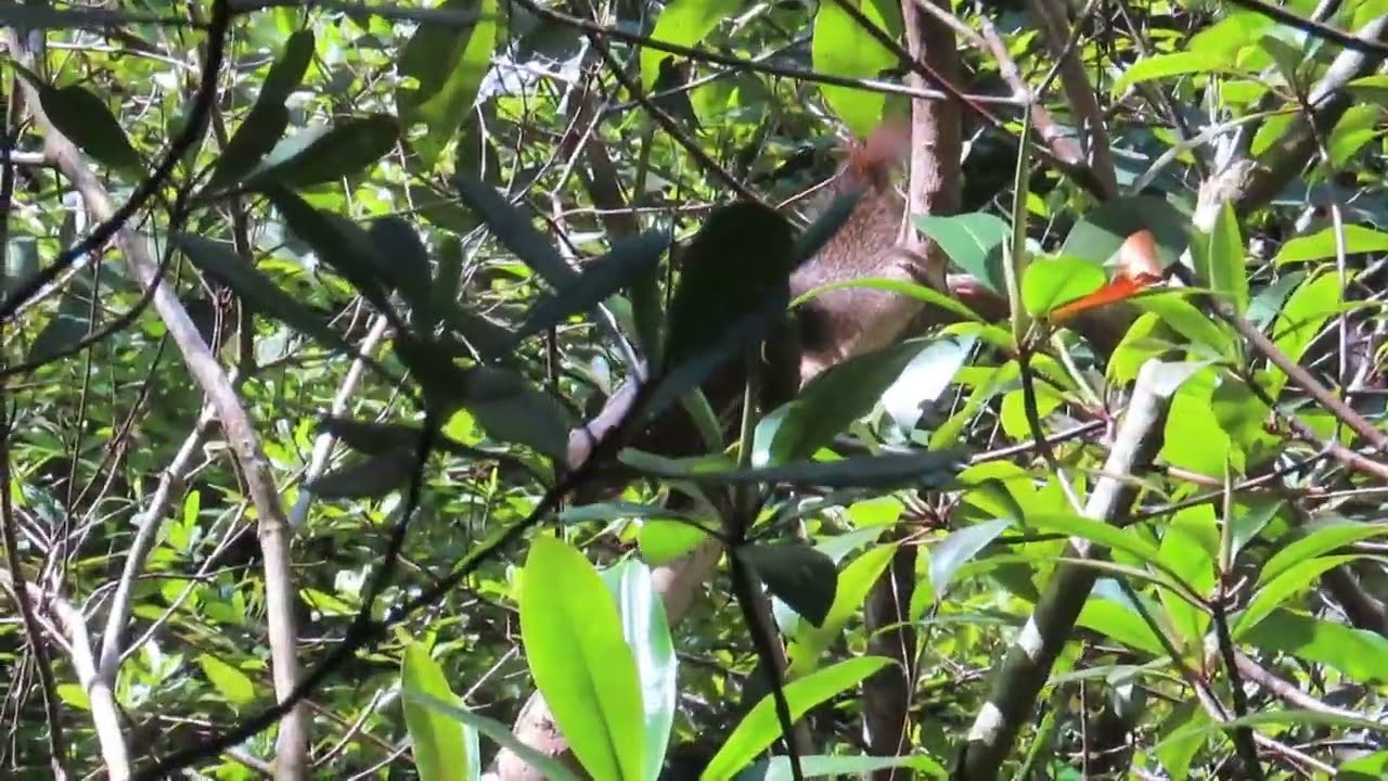 Nature, wildlife, travel: Singapore 