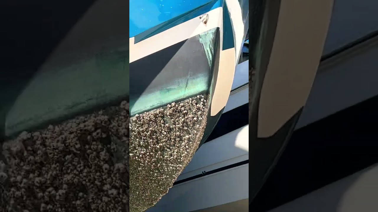 Why you should clean your boats bottom!
