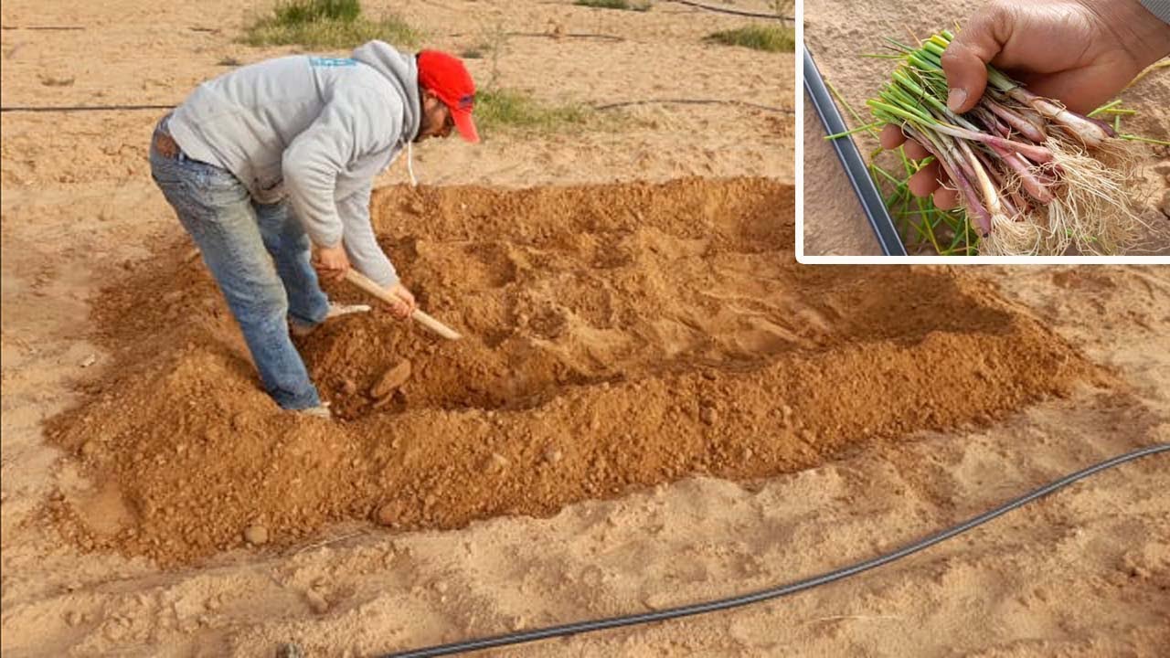 طريقة زراعة البصل & تعلم زراعة شتلات البصل بطريقة سهلة وبسيطة 🧅