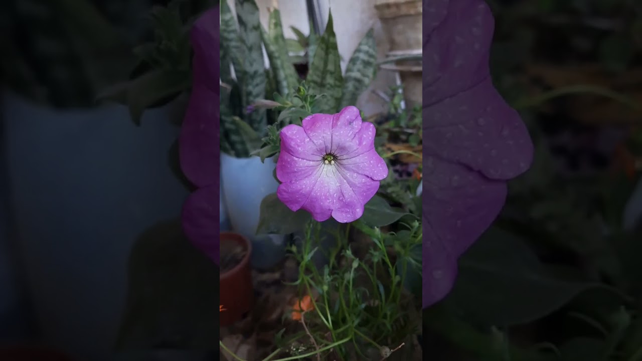 اجمل نبات موسمي على الاطلاق 