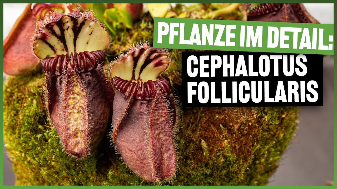 #170 Der größte Zwergkrug aller Zeiten? Cephalotus Giant Form, das solltest du Wissen