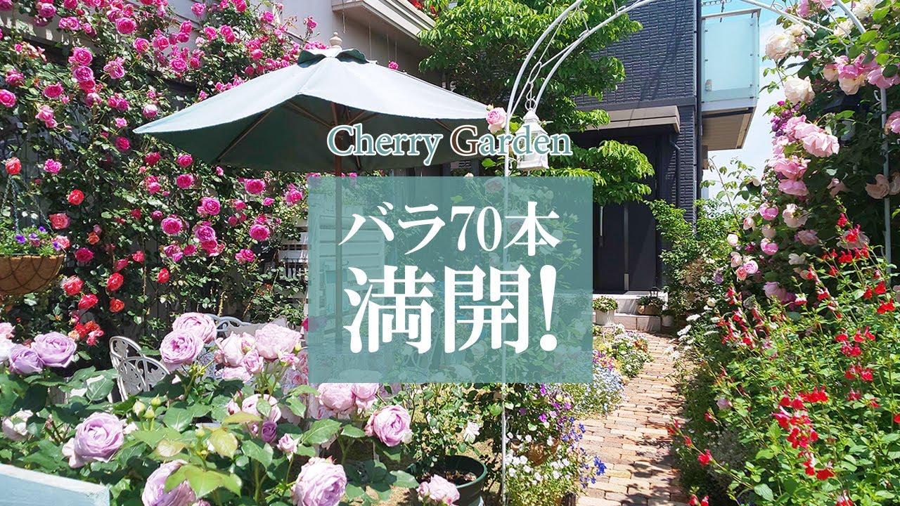 【バラのガーデンツアー】70本のバラが咲き誇る、我が家のローズガーデン