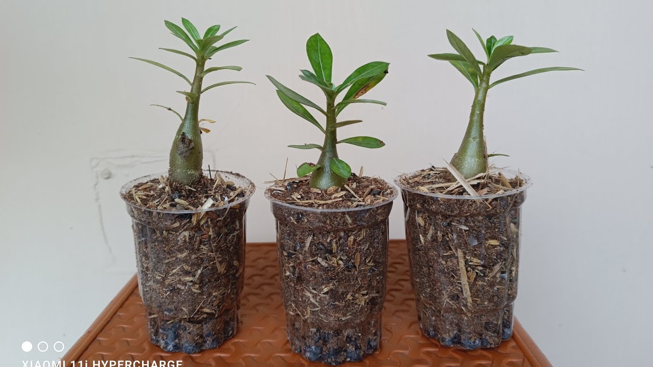 How to Repot Adenium seedlings.