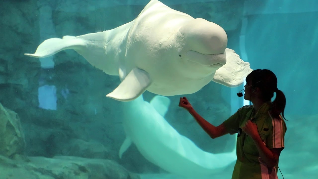 かわいいベルーガのあいさつ　名古屋水族館