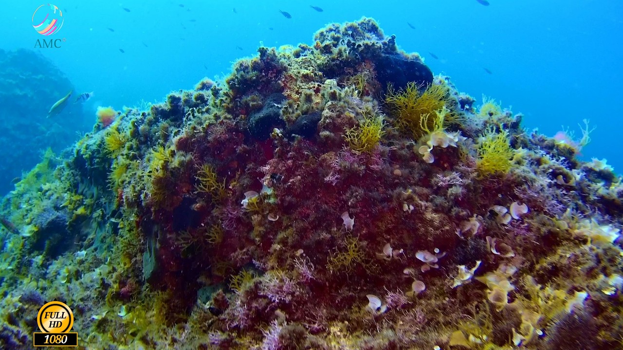 Enjoy 11 hours of fantastic views of the deep rocky Mediterranean seabed with relaxing music.