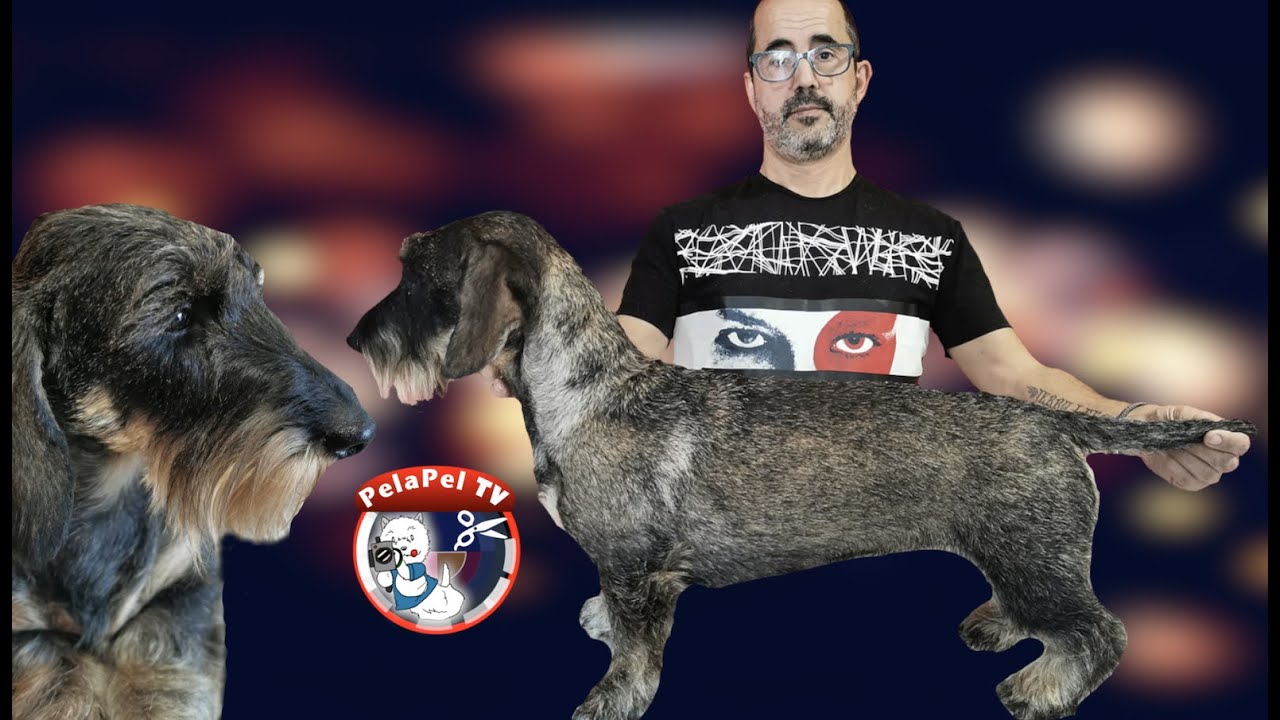 PELUQUERÍA CANINA DEL TECKEL DE PELO DURO - STRIPPING CON ALBERT CABRERA