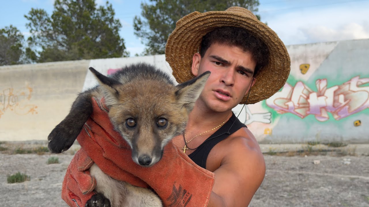 Rescat&eacute; un ZORRO Salvaje de una Muerte Segura...