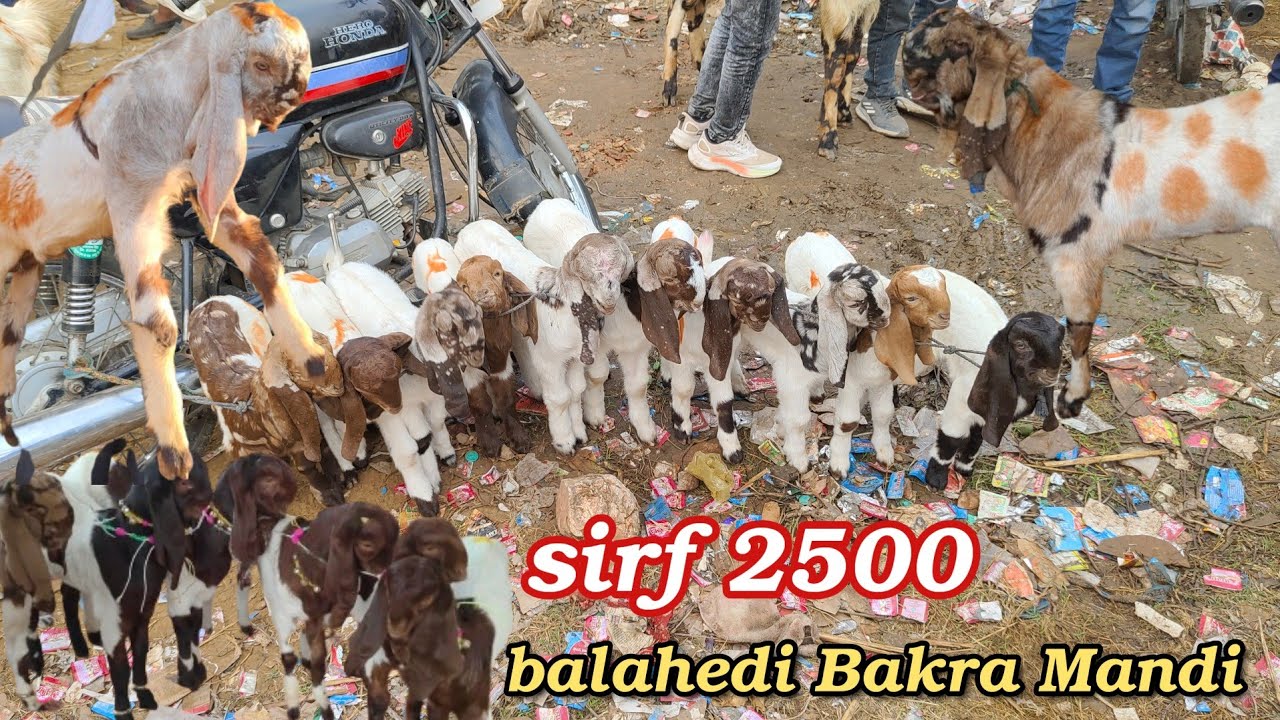 balahedi Bakra Mandi Rajasthan totapuri aur Mewati bacche top-quality