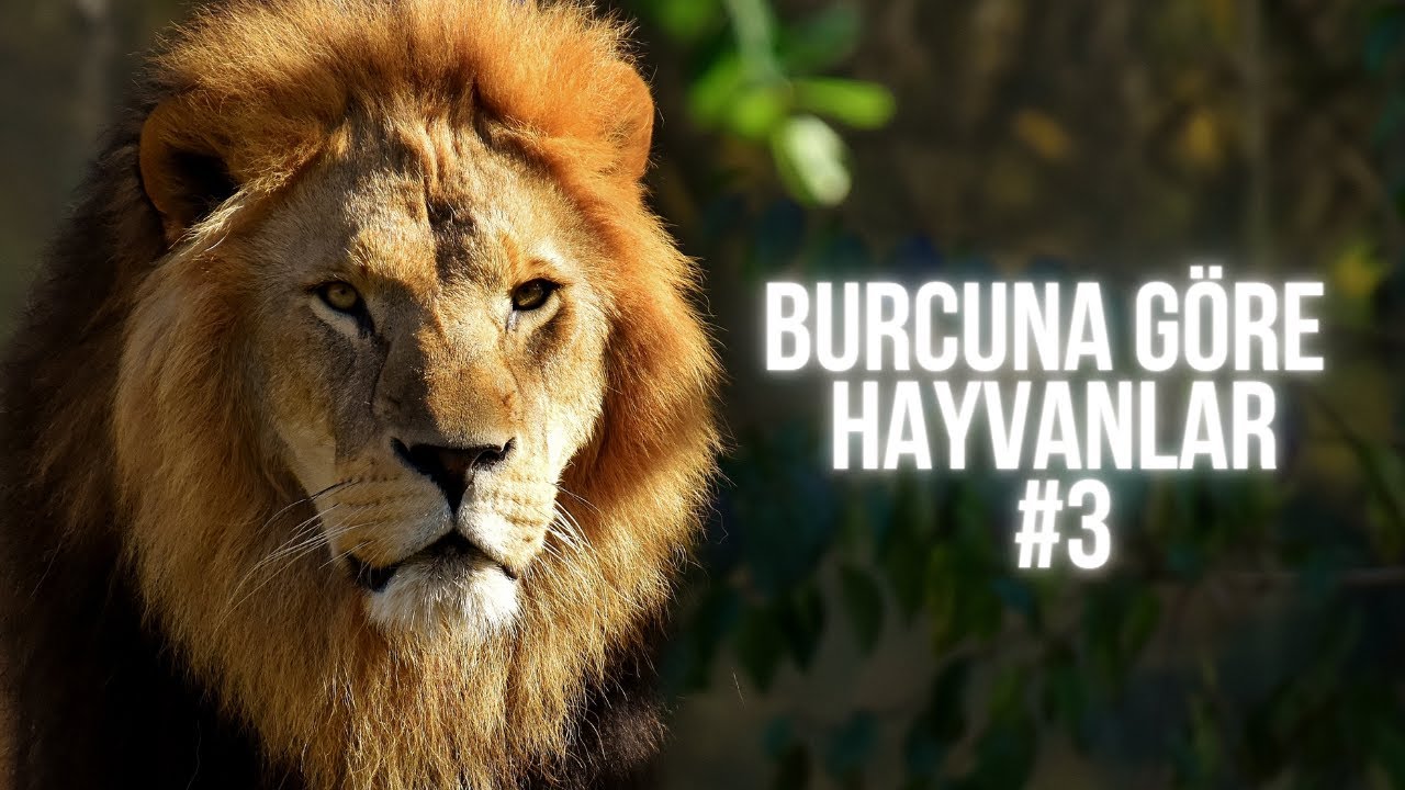 Burcuna Göre Hayvanlar #4