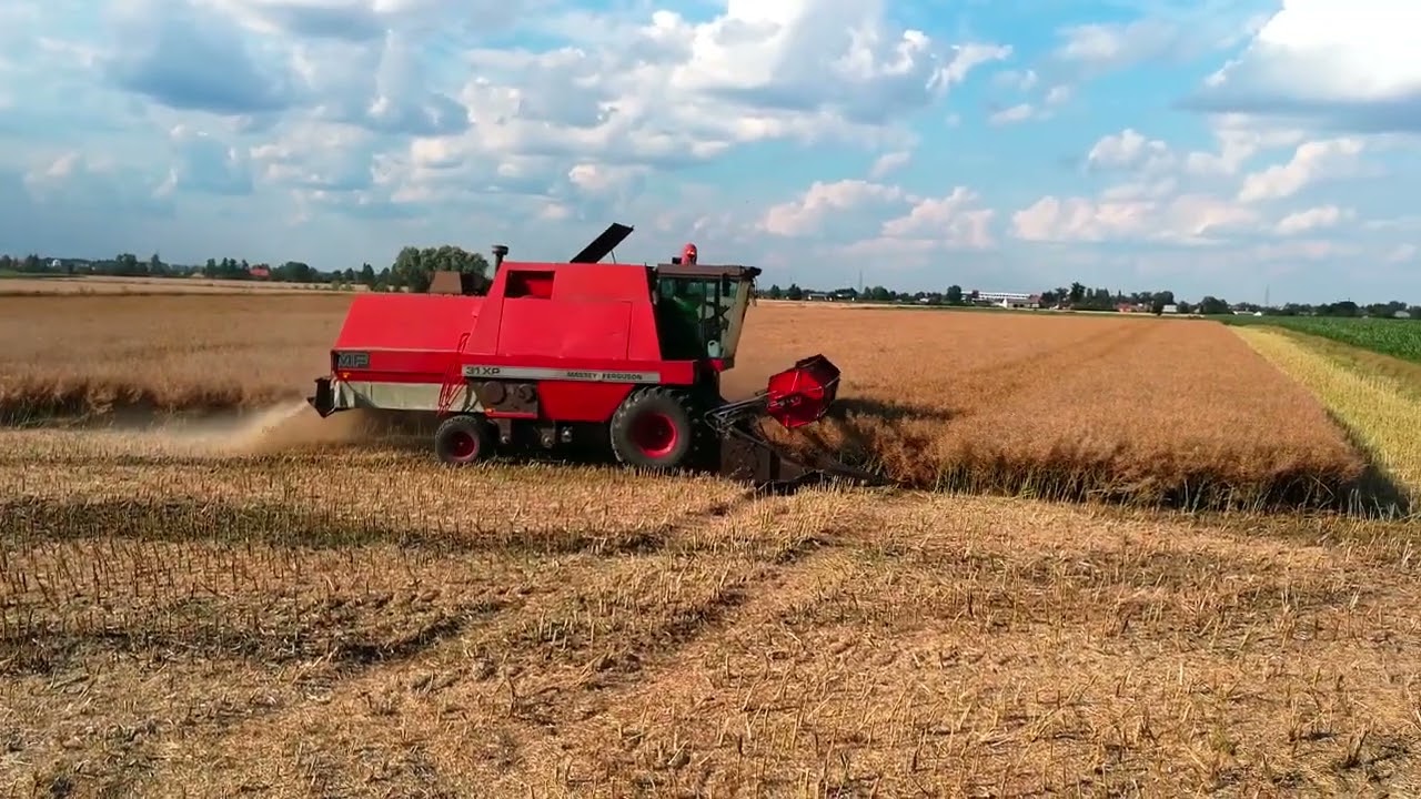 Żniwa rzepaku Massey Ferguson 31XP