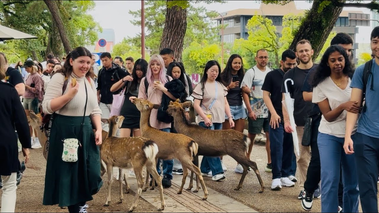 奈良公園を訪れたトルコ人獣医師は、人間と共存する鹿を見て涙を流した。なぜ鹿は日本人を怖がらないのか？【日本賛歌】外国人観光客と奈良鹿公園#deerpark #narapark 