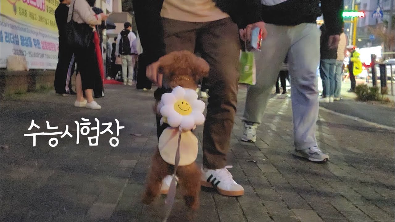 수능 시험마치고 나오는 오빠를 본 개여동생의 반응...ㅎㅎㅎㅎ 1초만에 시험스트레스 제로 ㅋㅋㅋㅋ