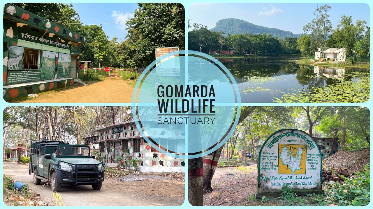 Gomarda Wildlife Sanctuary | गोमर्डा अभ्यारण्य | Jungle Safari | Tamtora FRH | Adhaarpani