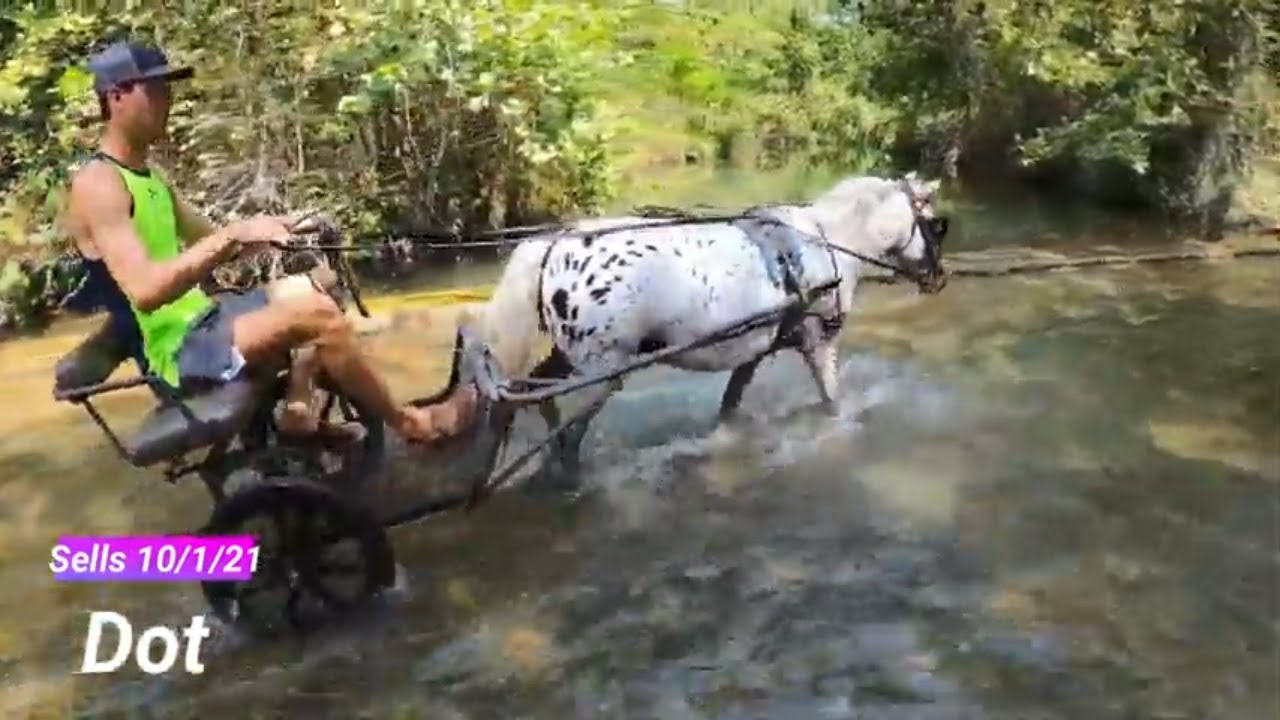 Driving some of our Miniature Horses.
