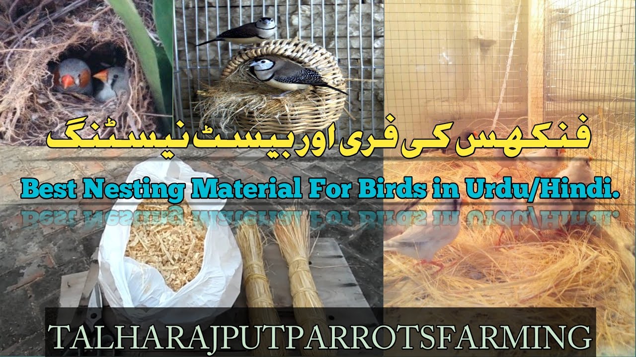 Best Nesting Material ForBirds || zebra finch nesting material in Urdu/Hindi.#trending#trpf