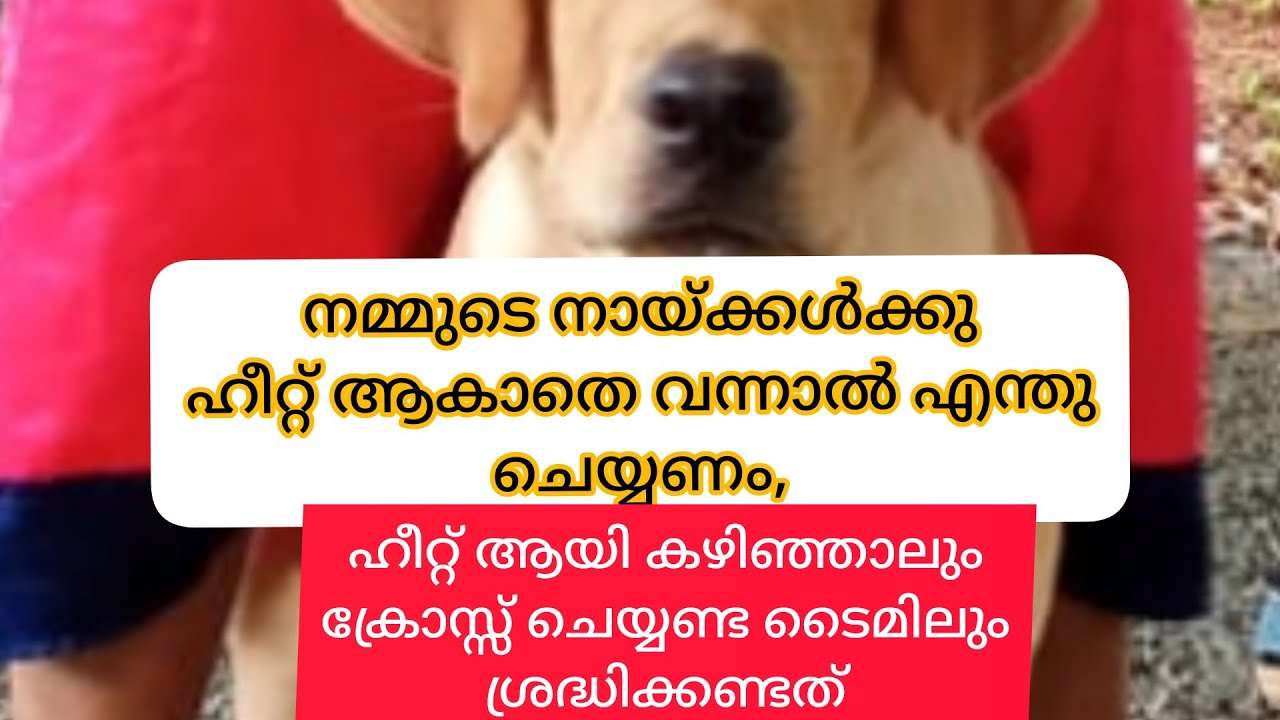 Problems With Dog Heat And How To Breed| നായ്ക്കളുടെ ഹീറ്റിനുള്ള പ്രശ്നപരിഹാരങ്ങൾ|Commando Pets Shop