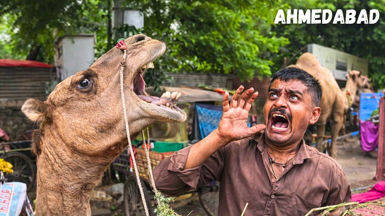INDIAN CHAOS IS UNRIVALLED | Ahmedabad, India's Friendliest City! | Market WalkingTour 4K