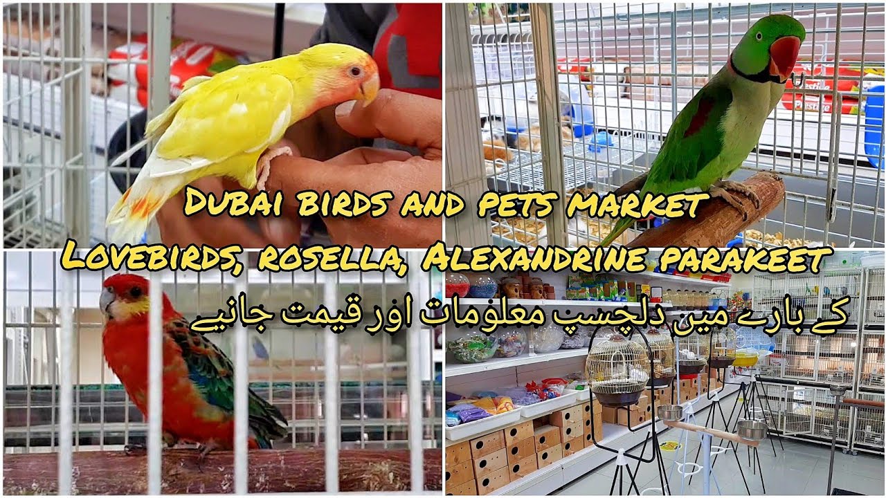 Dubai Birds and Pets Market | Love Birds, Rosella Parakeet, Alexandrine Parakeet | Prices