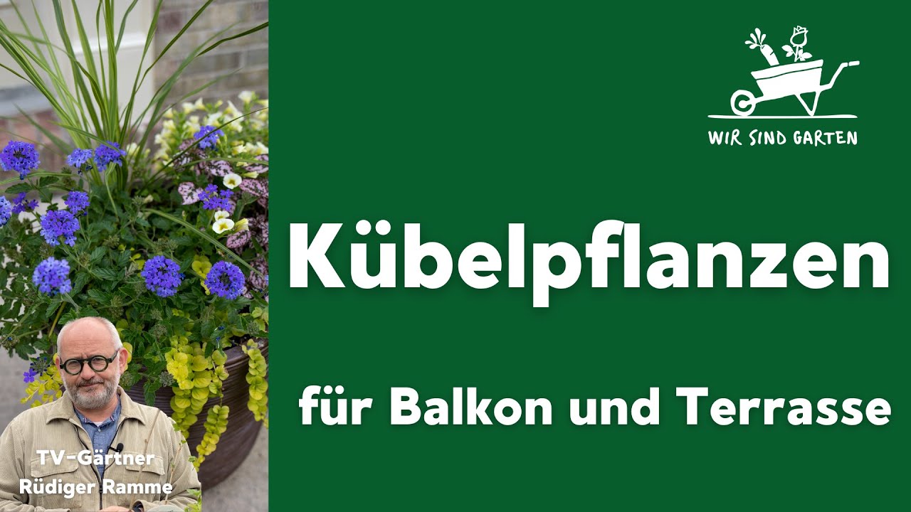 Kübelpflanzen für Balkon und Terrasse