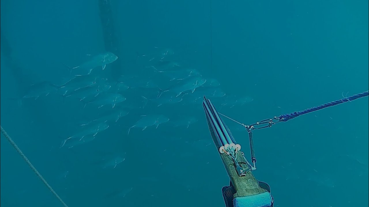 Gerombolan ikan Giant Trevally,spearfishing trip bagan. @anaksiipelaut9324