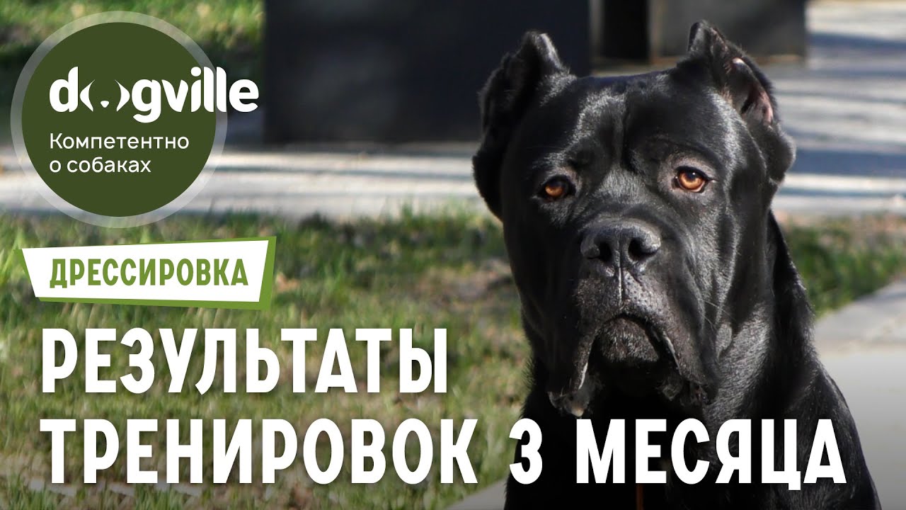 Результаты тренировок с Кане-корсо спустя 3 месяца - Новый член семьи!